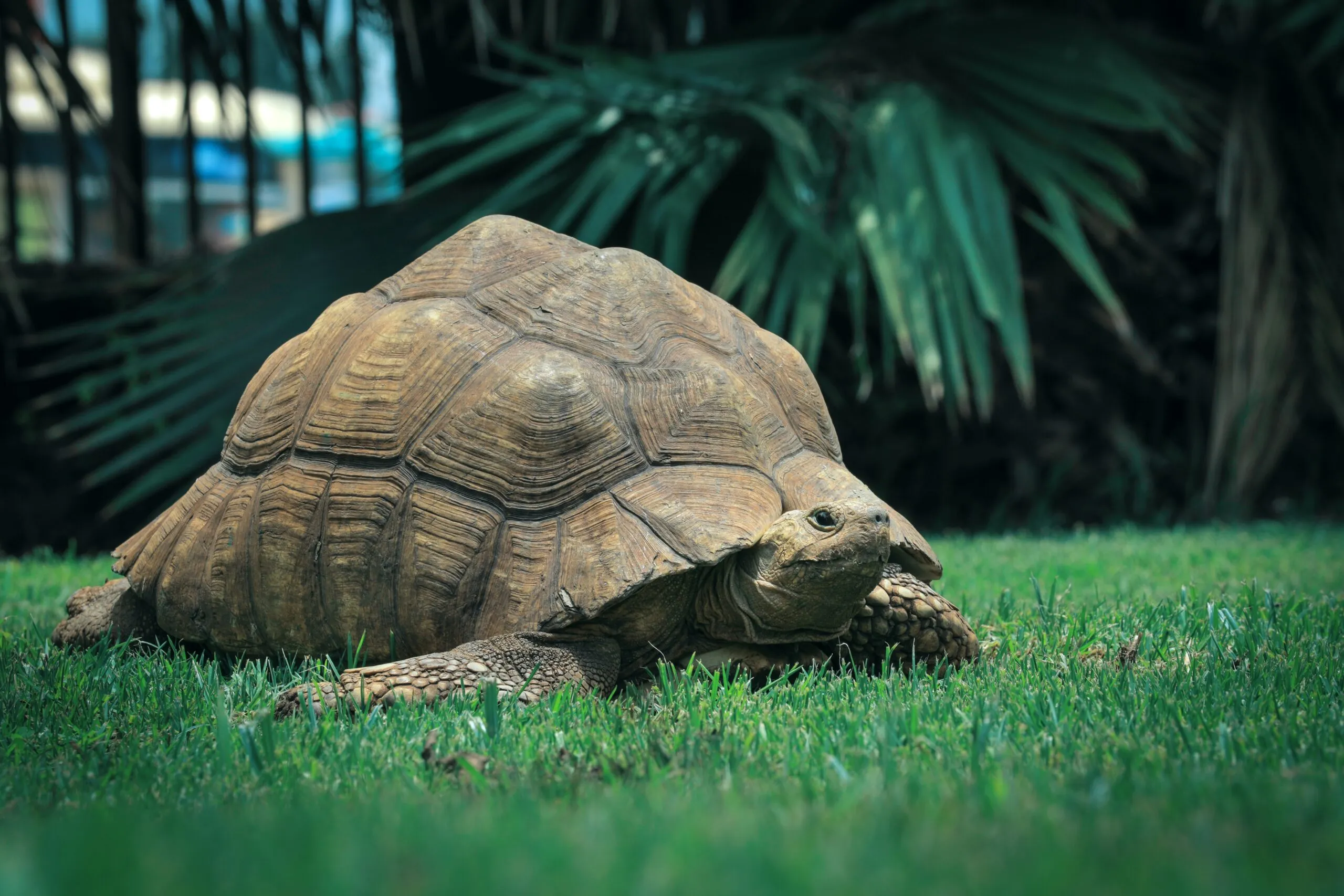 Does the Tortoise Actually Win?